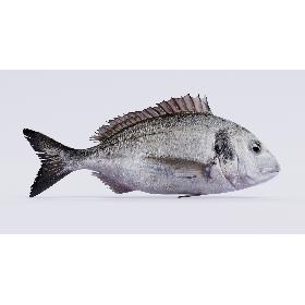 Gilthead Bream (Rigged) 3D model